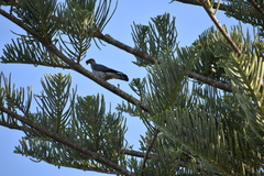 Lopholaimus antarcticus