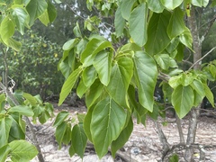 Cordia subcordata