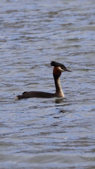 Podiceps cristatus australis
