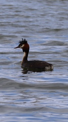 Podiceps cristatus australis
