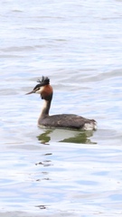 Podiceps cristatus australis