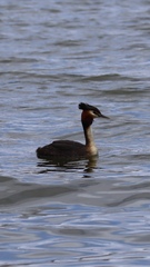 Podiceps cristatus australis