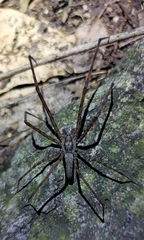 Psechrus senoculatus