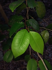 Chrysophyllum