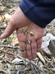 Pterostylis rufa