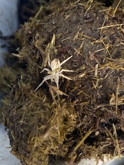 Philodromus dispar
