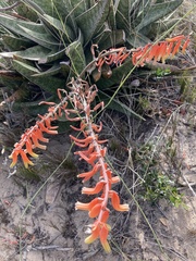 Gasteria acinacifolia