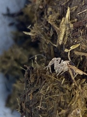 Philodromus dispar