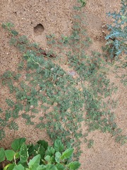 Indigofera microcarpa
