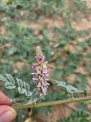 Indigofera microcarpa
