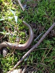 Anguis colchica
