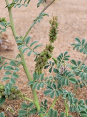 Indigofera microcarpa