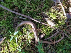 Anguis colchica