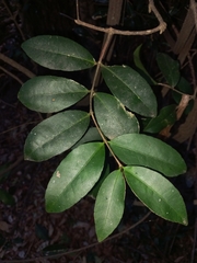 Loeseneriella barbata