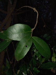 Loeseneriella barbata