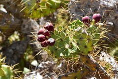 Opuntia stricta