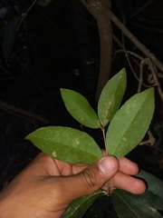 Loeseneriella barbata