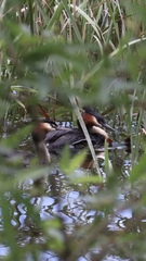 Podiceps cristatus australis