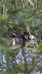 Podiceps cristatus australis