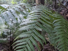 Alsophila leichhardtiana