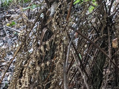 Alsophila leichhardtiana