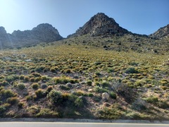 Leucospermum bolusii