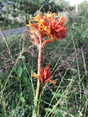 Dichromanthus cinnabarinus