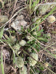 Ptilotus spathulatus