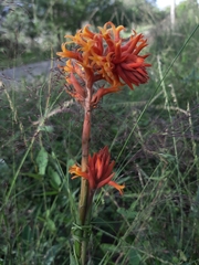 Dichromanthus cinnabarinus