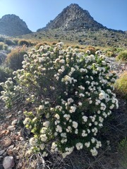 Leucospermum bolusii