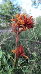 Dichromanthus cinnabarinus