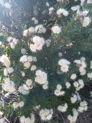Leucospermum bolusii