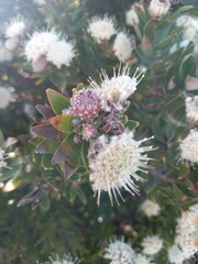 Leucospermum bolusii