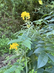 Senna hirsuta