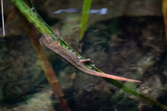 Paramesotriton hongkongensis