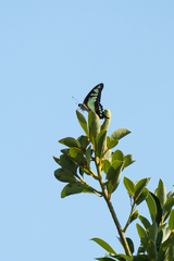 Graphium cloanthus