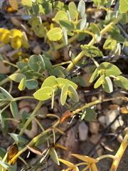 Rafnia acuminata