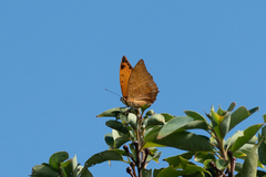 Charaxes marmax