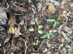Echinodorus cordifolius