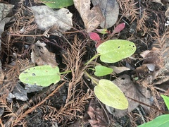 Echinodorus cordifolius