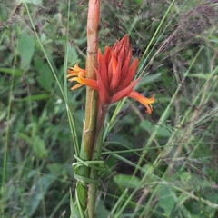 Dichromanthus cinnabarinus