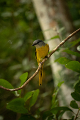 Pericrocotus solaris