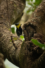 Machlolophus spilonotus