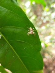 Cytaea alburna