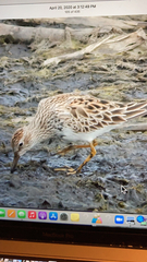 Calidris melanotos