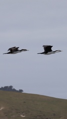 Phalacrocorax varius varius