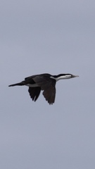Phalacrocorax varius varius