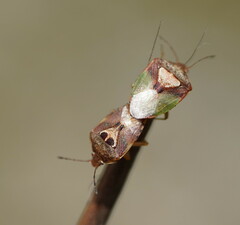 Eupolemus angularis