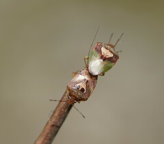 Eupolemus angularis