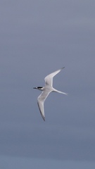 Sterna striata striata